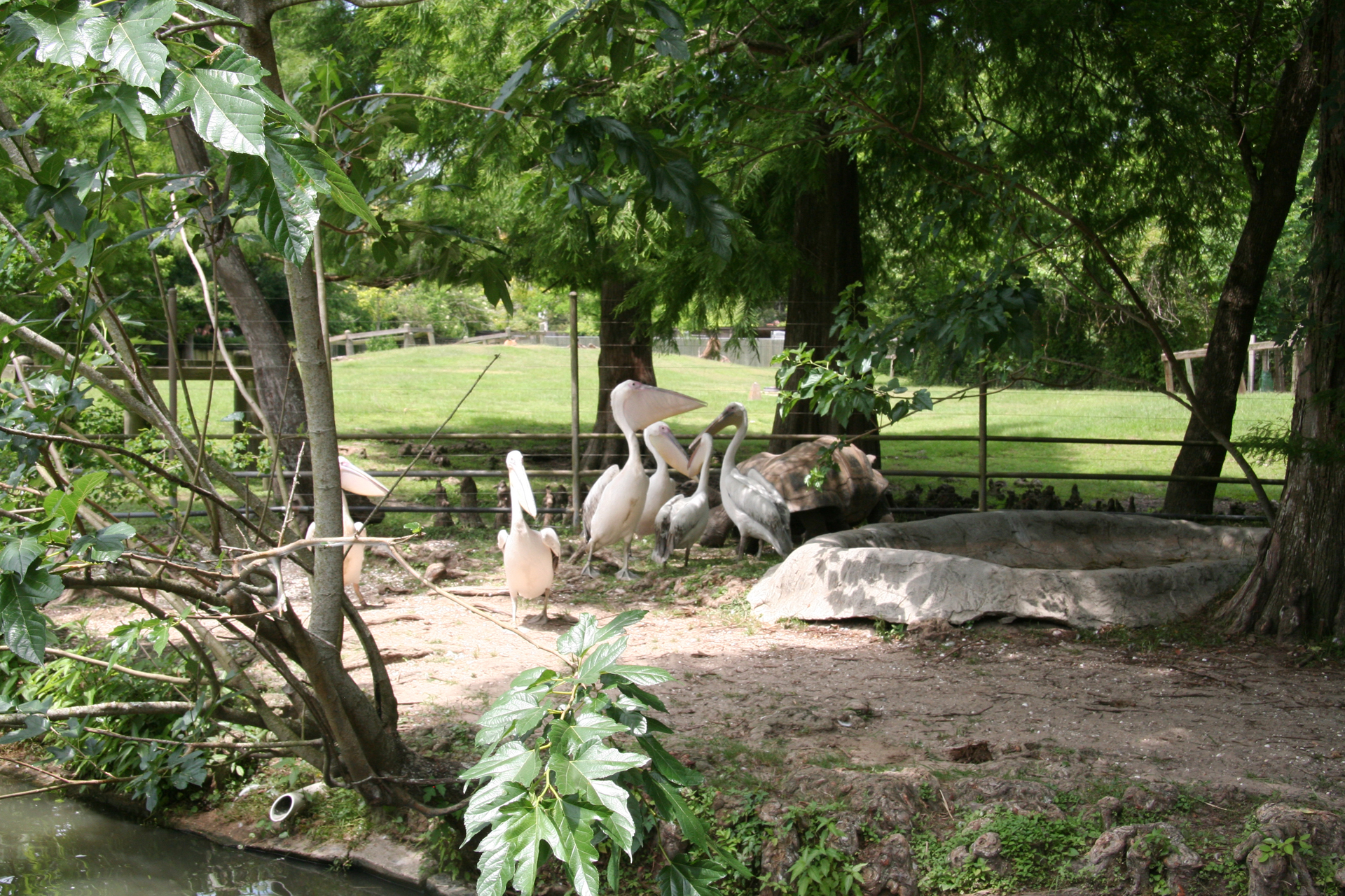 Rötelpelikane und Riesenschildkröte/Pink-backed pelicans and a giant tortoise